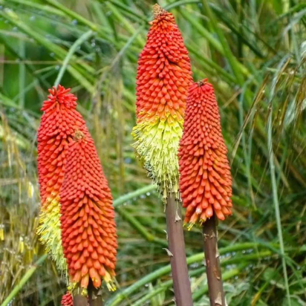 Soihtulilja Kniphofia uvaria – sekoitus