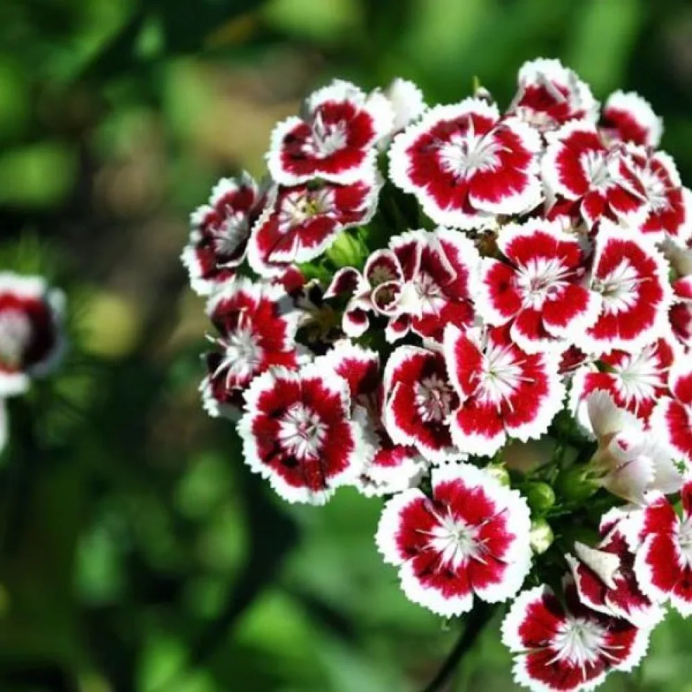 Harjaneilikka 'Auricula-Eyed' – sekoitus