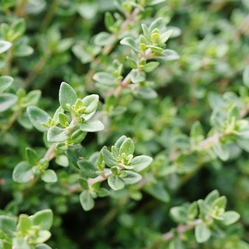 Timjami Thymus vulgaris, ammattisiemen