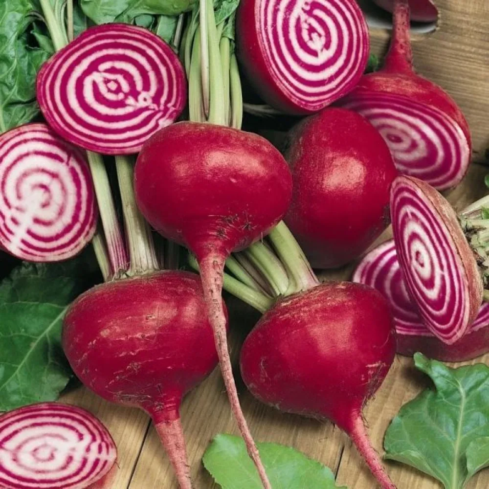 Punajuuri 'Tonda di Chioggia'