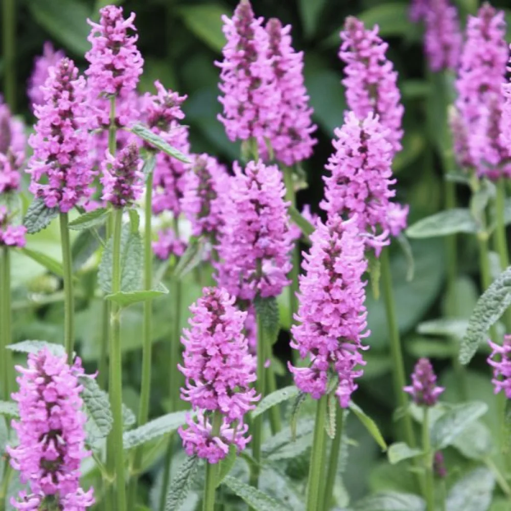 Rohtopähkämö Betonica officinalis