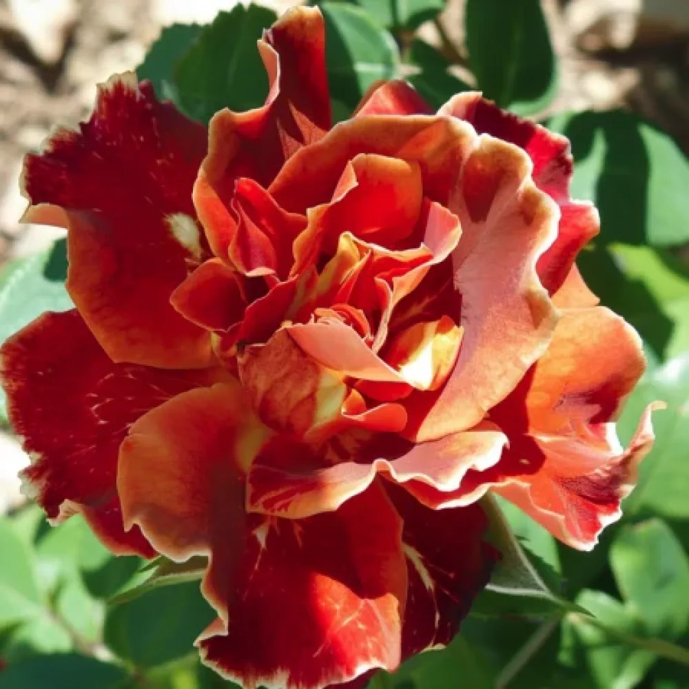 Ruusu 'Brown Pearls'