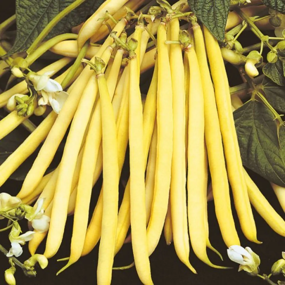 Tarhapapu 'Golden Teepee'
