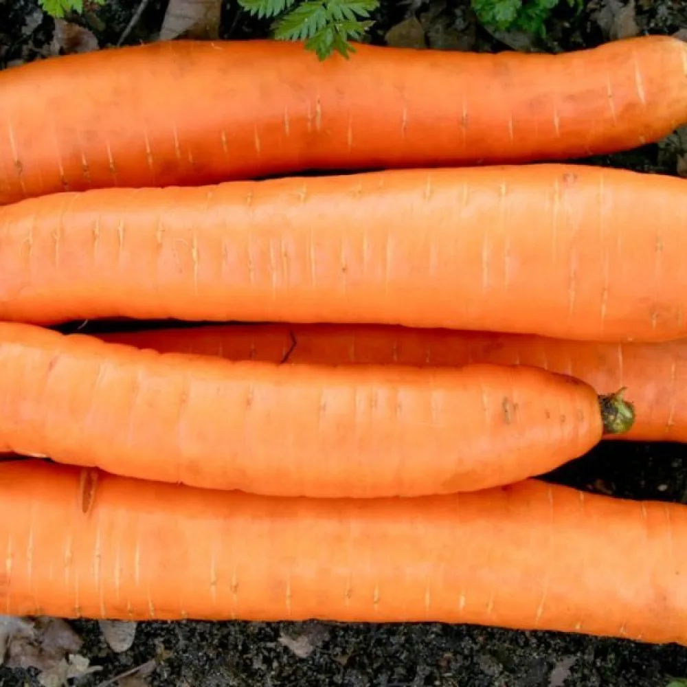 Porkkana 'Flacoro'