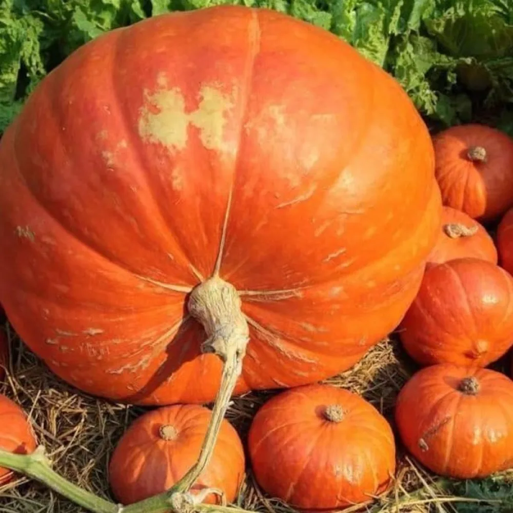 Kurpitsa 'Big Max'
