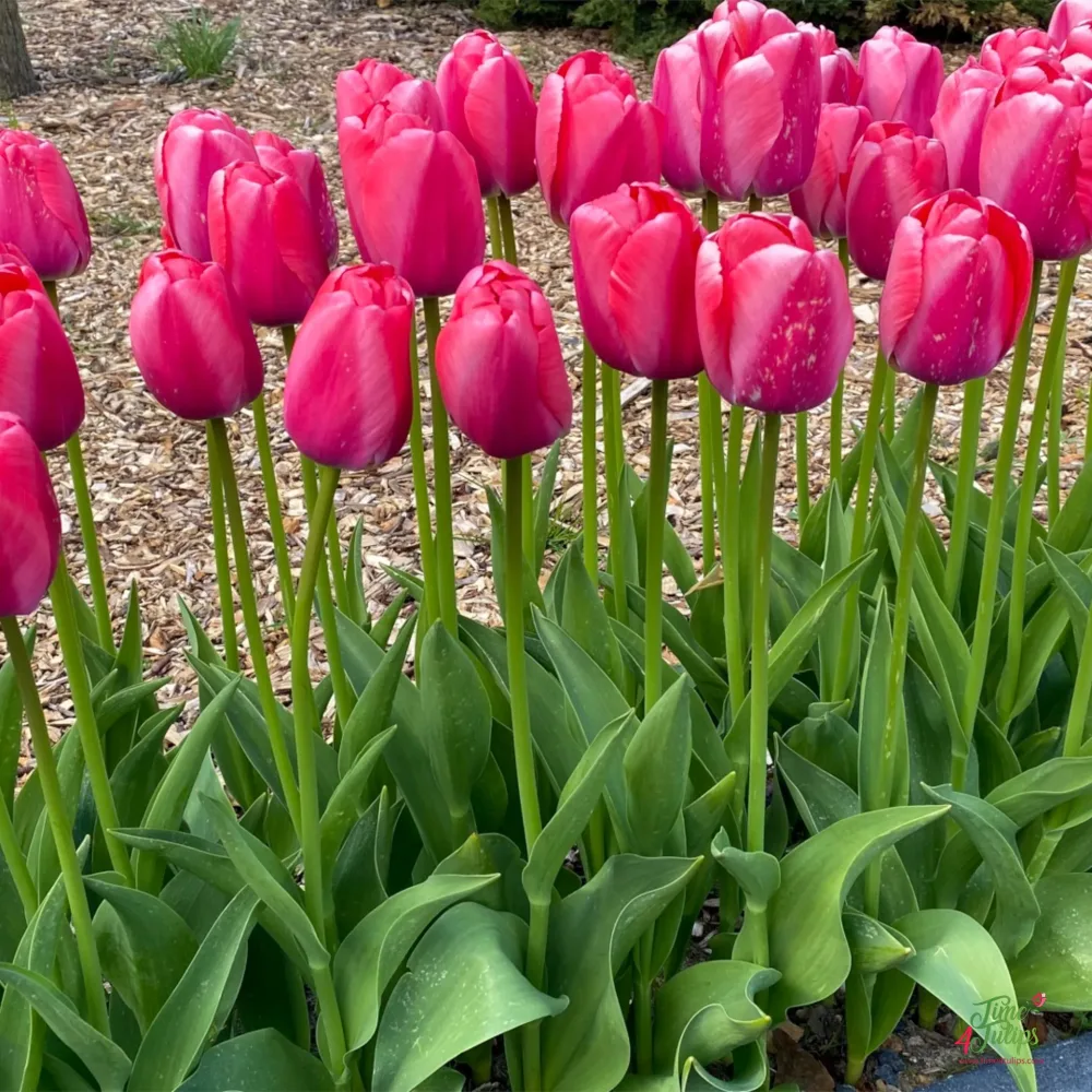 Tulppaani 'Pink Pride'
