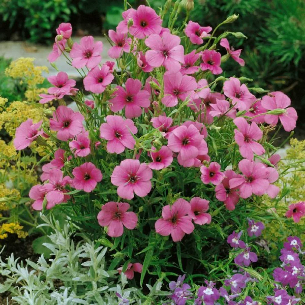 Viskaria 'Rose Beauty'