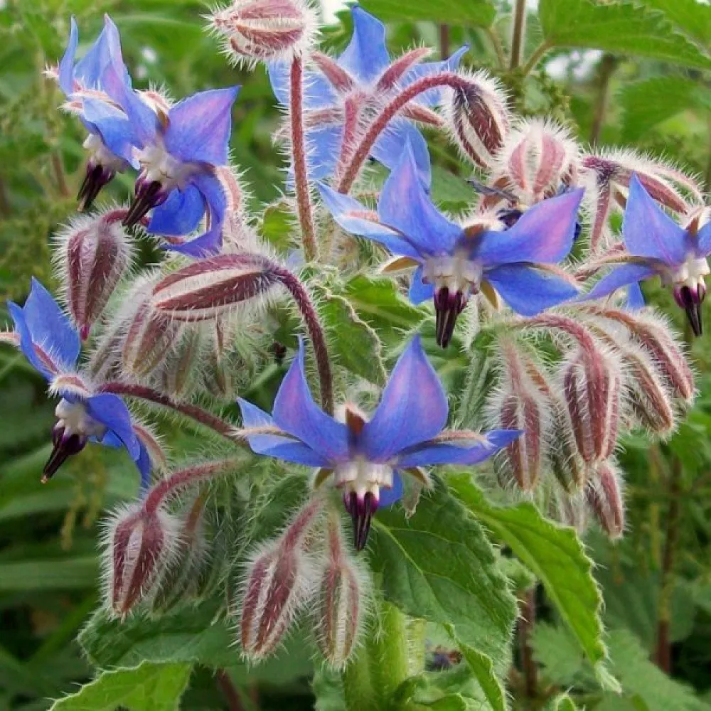 Kurkkuyrtti Borago officinalis