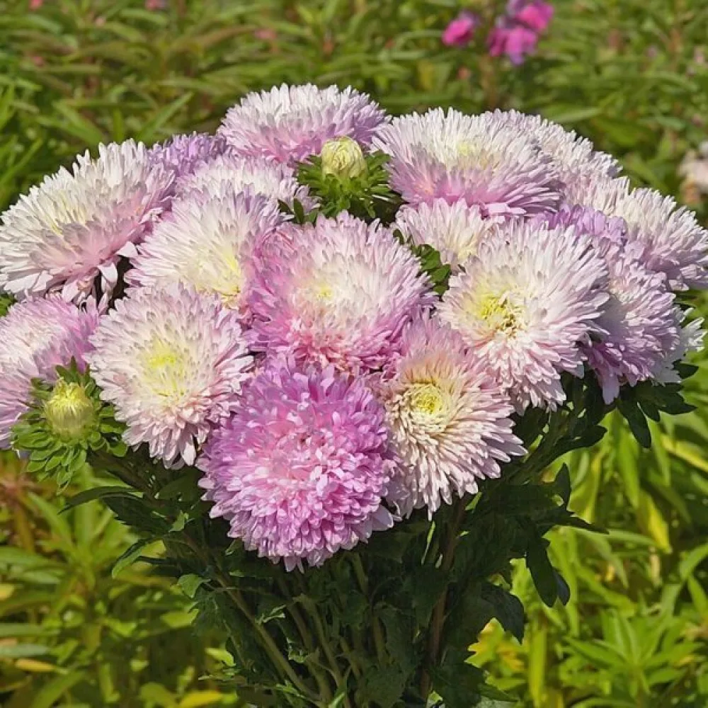 Kesäasteri 'Apollonia' – omenankukka
