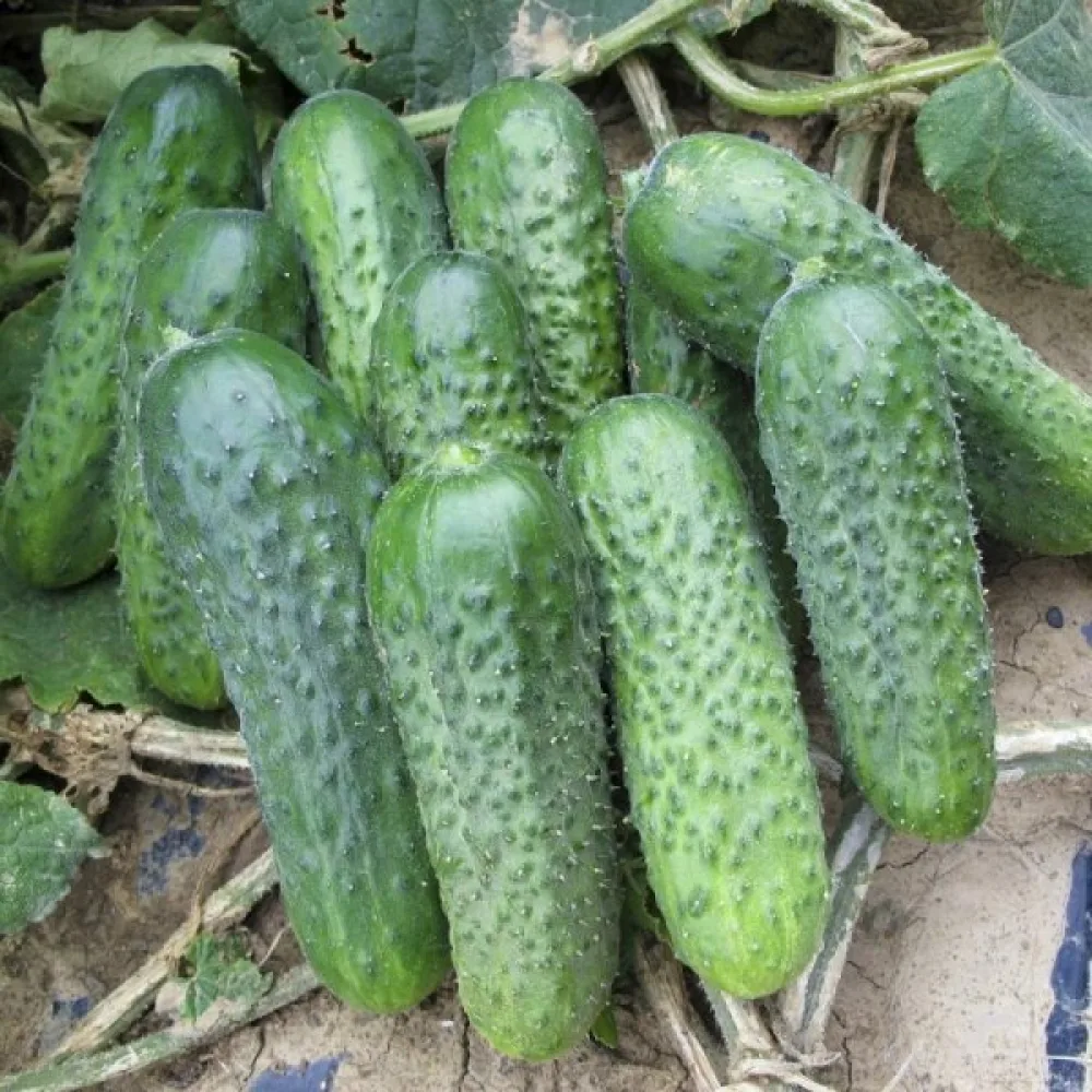 Avomaankurkku 'Anulka' F1