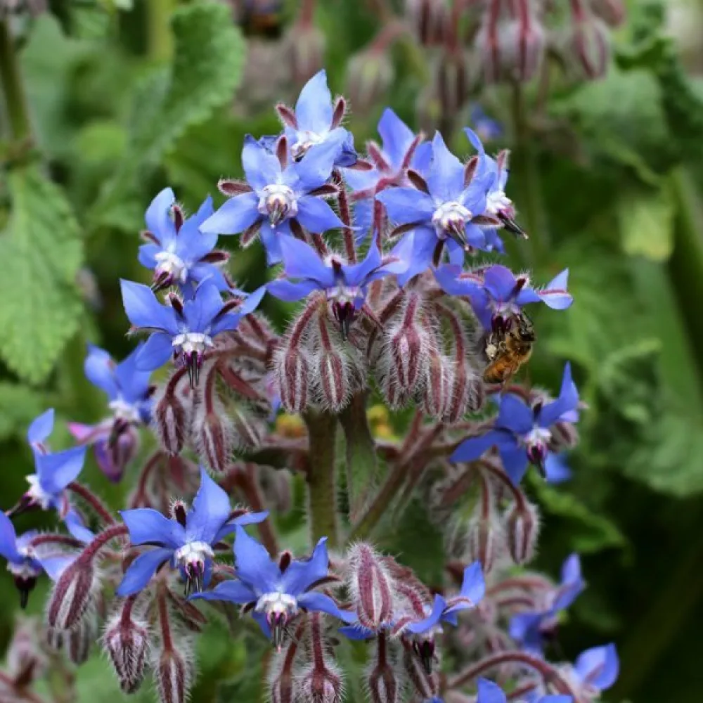 Kurkkuyrtti Borago officinalis
