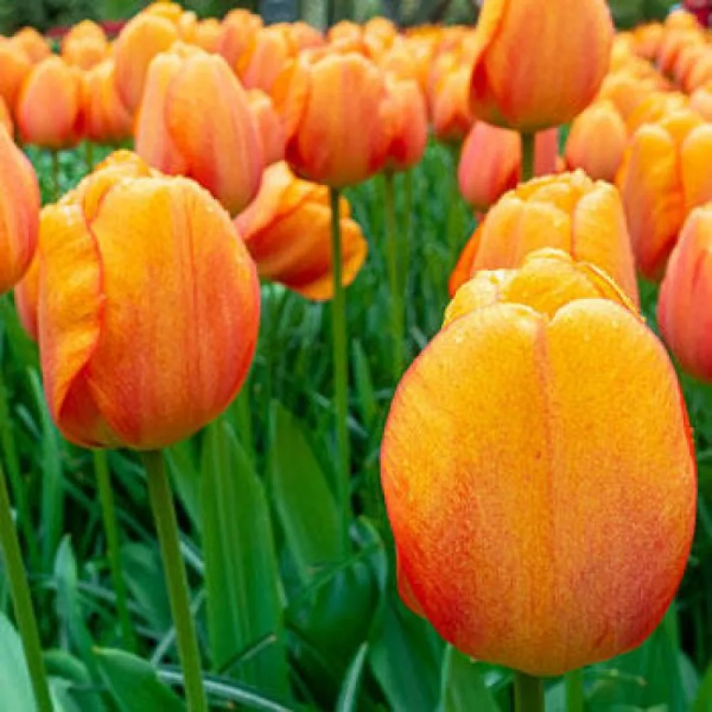 Tulppaani 'Blushing Apeldoorn'