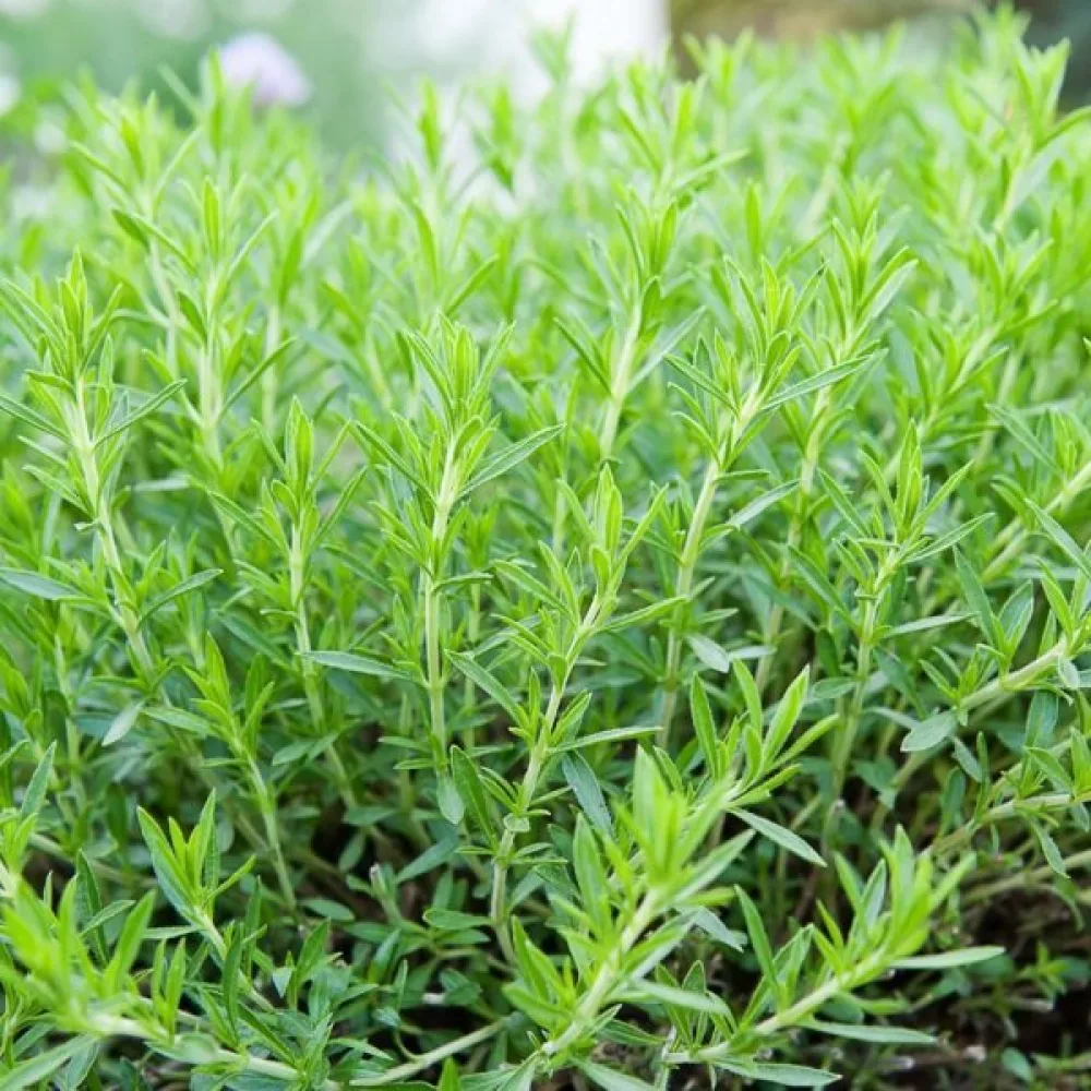 Rakuuna Artemisia dracunculus
