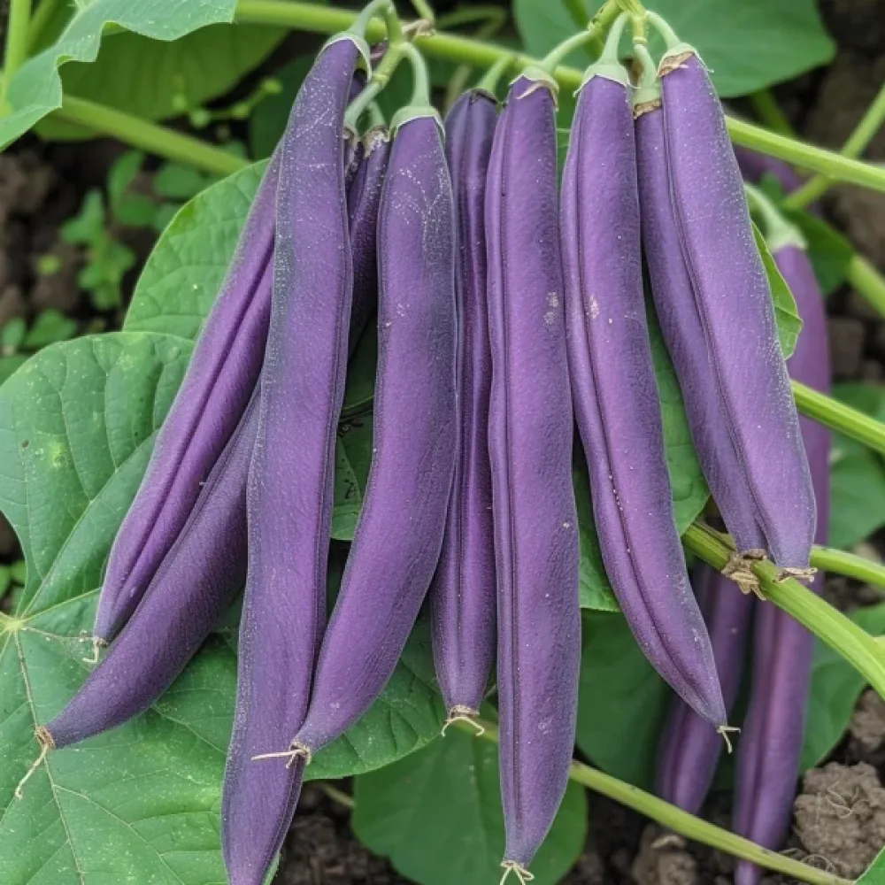 Tarhapapu 'Purple Teepee'