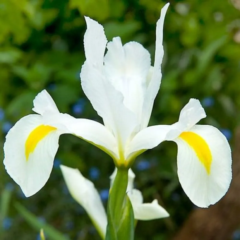 Kurjenmiekka 'White Van Vliet'