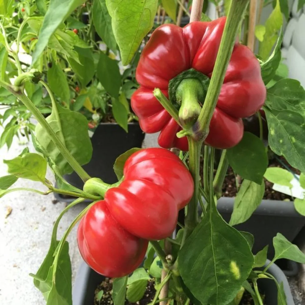 Tomaattipaprika 'Topepo Rosso'