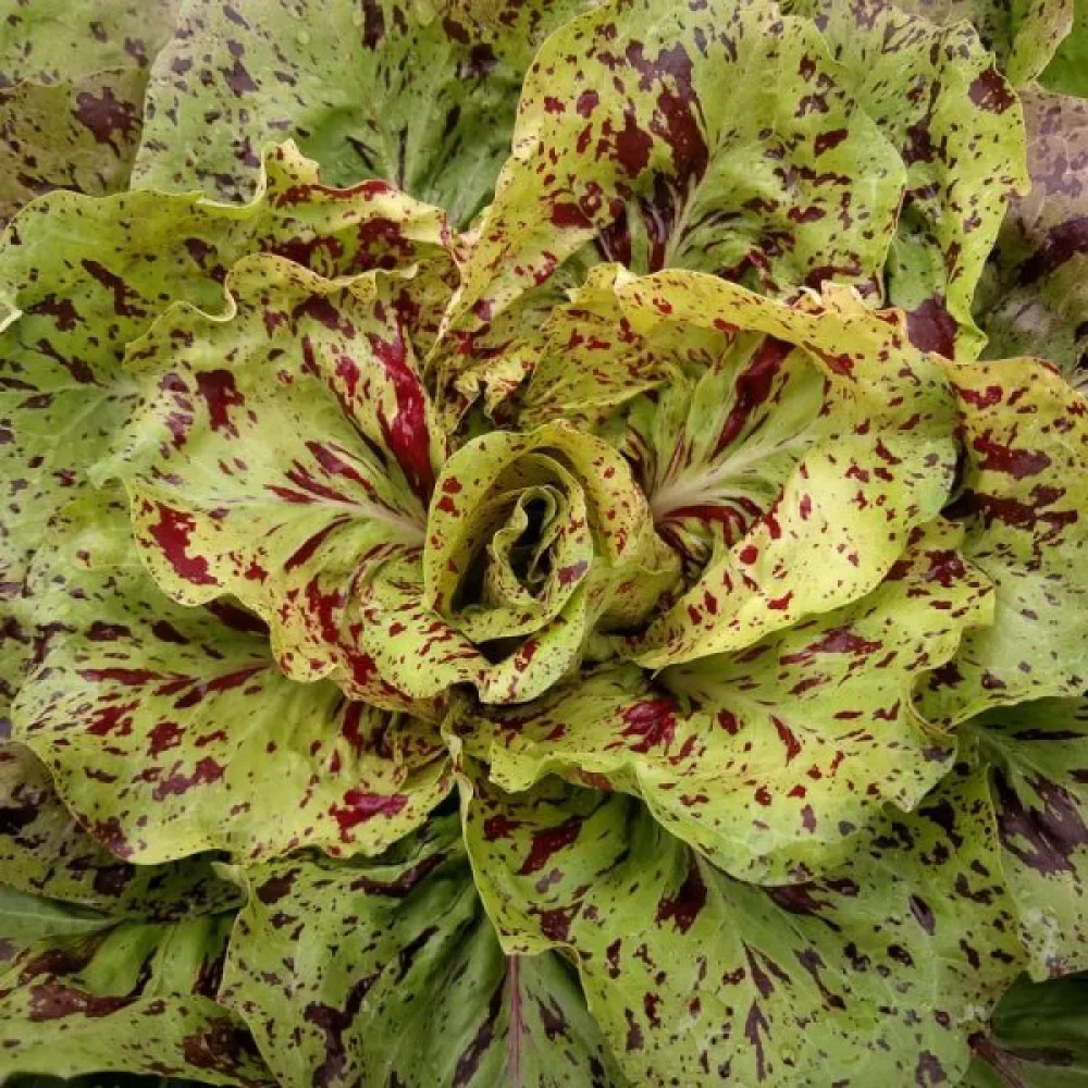 Sikuri 'Variegata di Castelfranco'