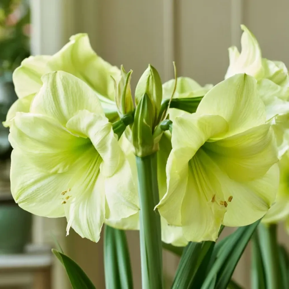 Amaryllis 'Luna'