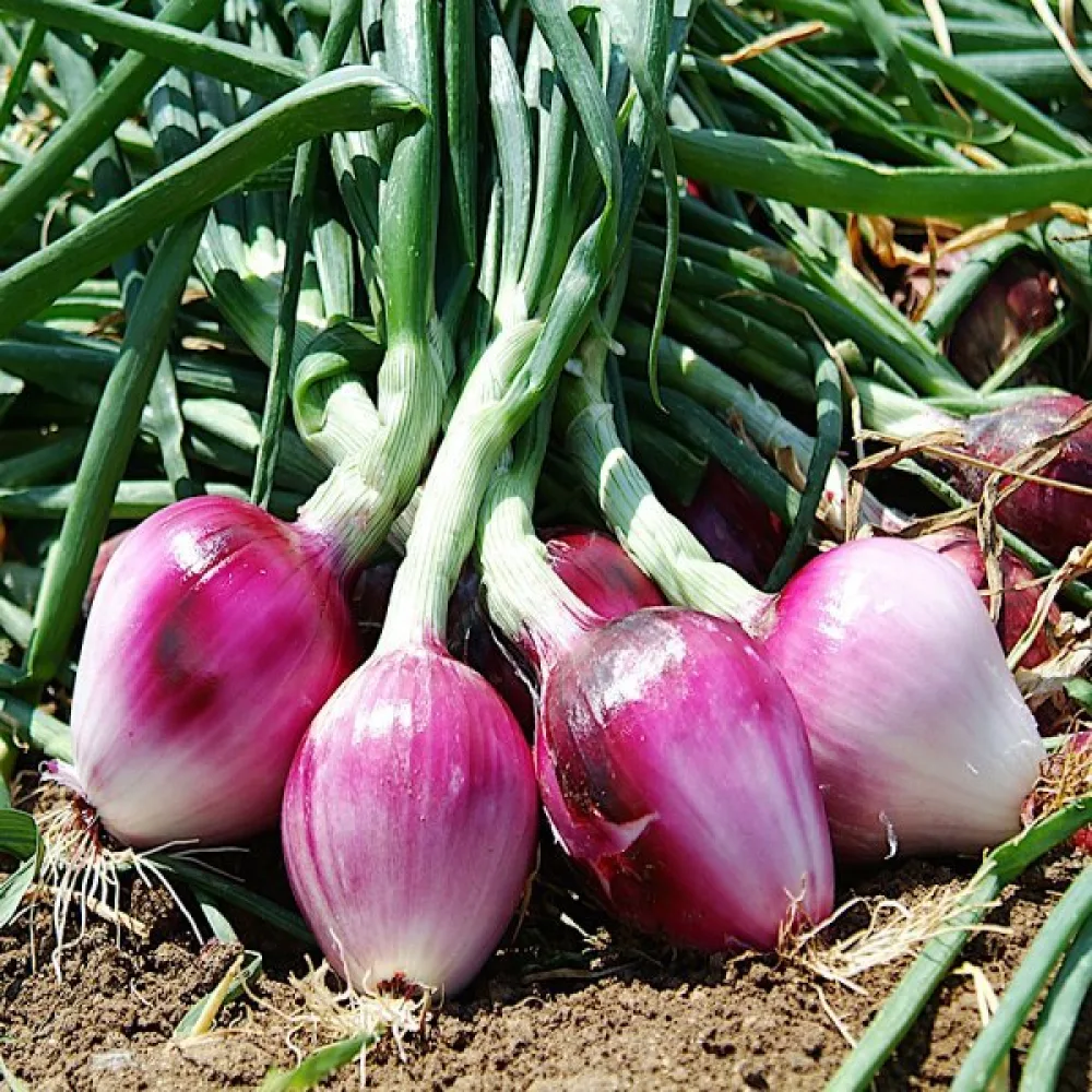 Ruokasipuli 'Erlane'