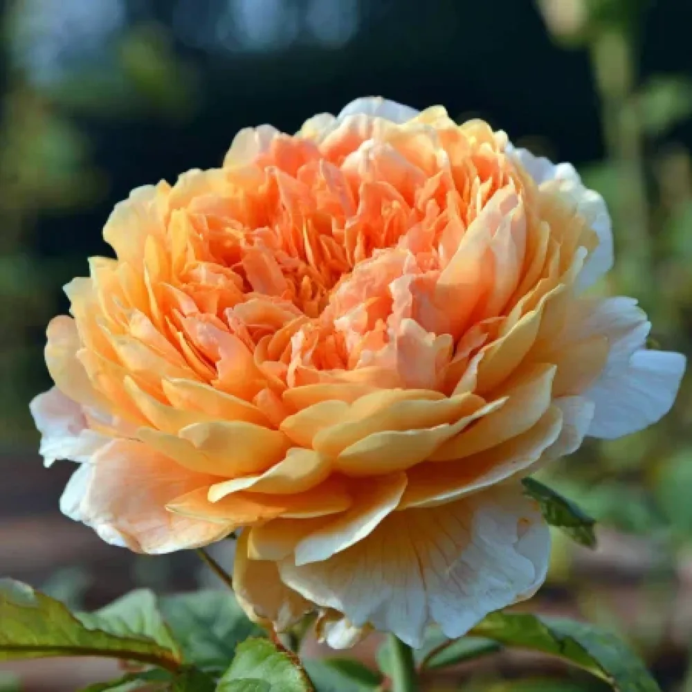 Ruusu 'Sofia Garden' – paljasjuurinen