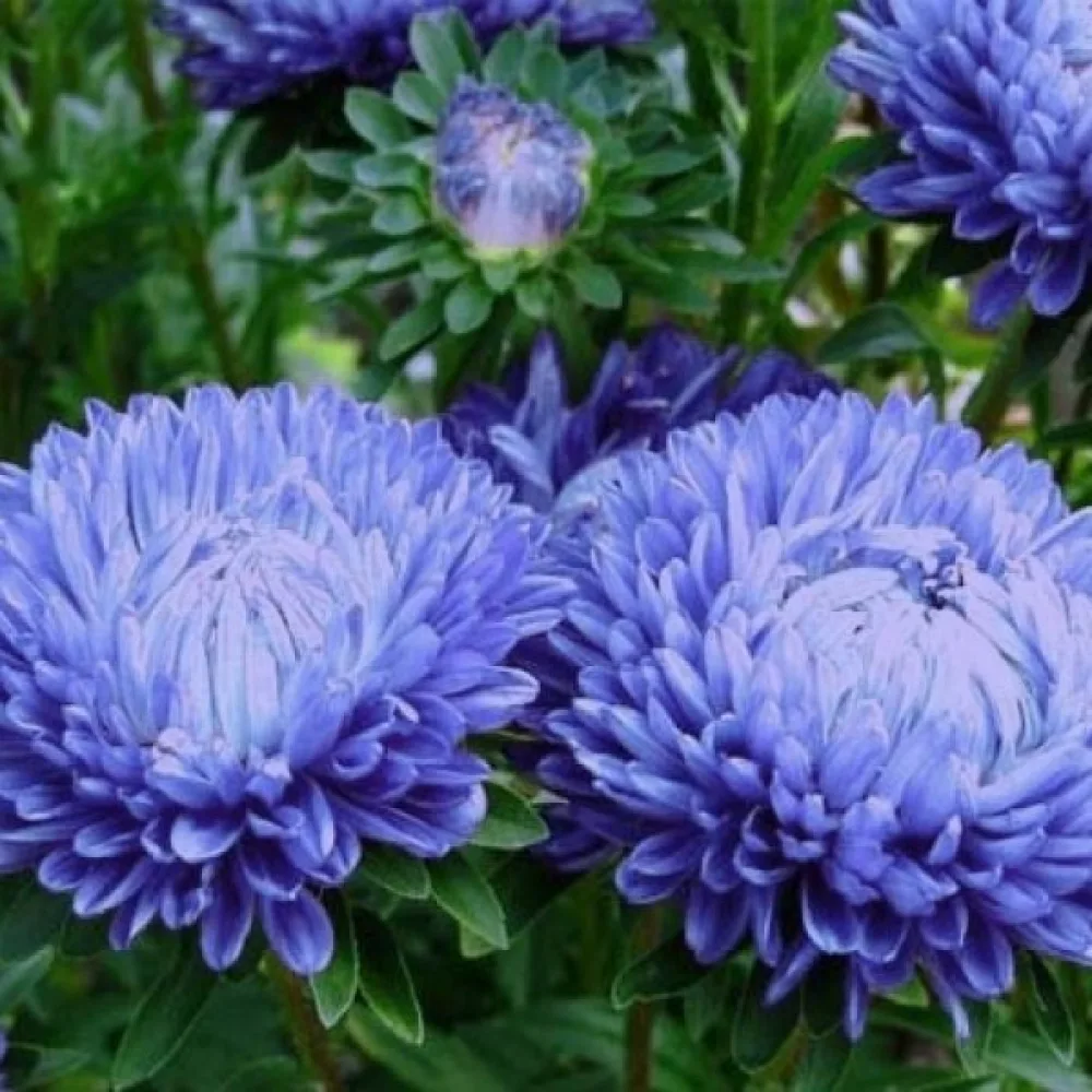 Kesäasteri 'Colour Carpet' tummansininen