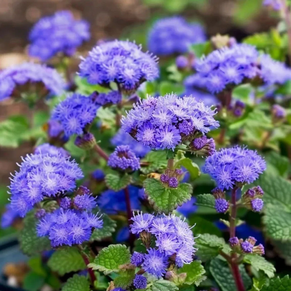Sinihirvenjuuri 'Blue Ball'