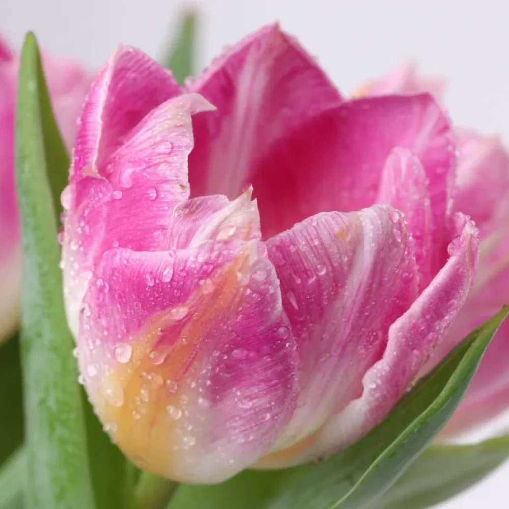 Tulppaani 'Hawaii'