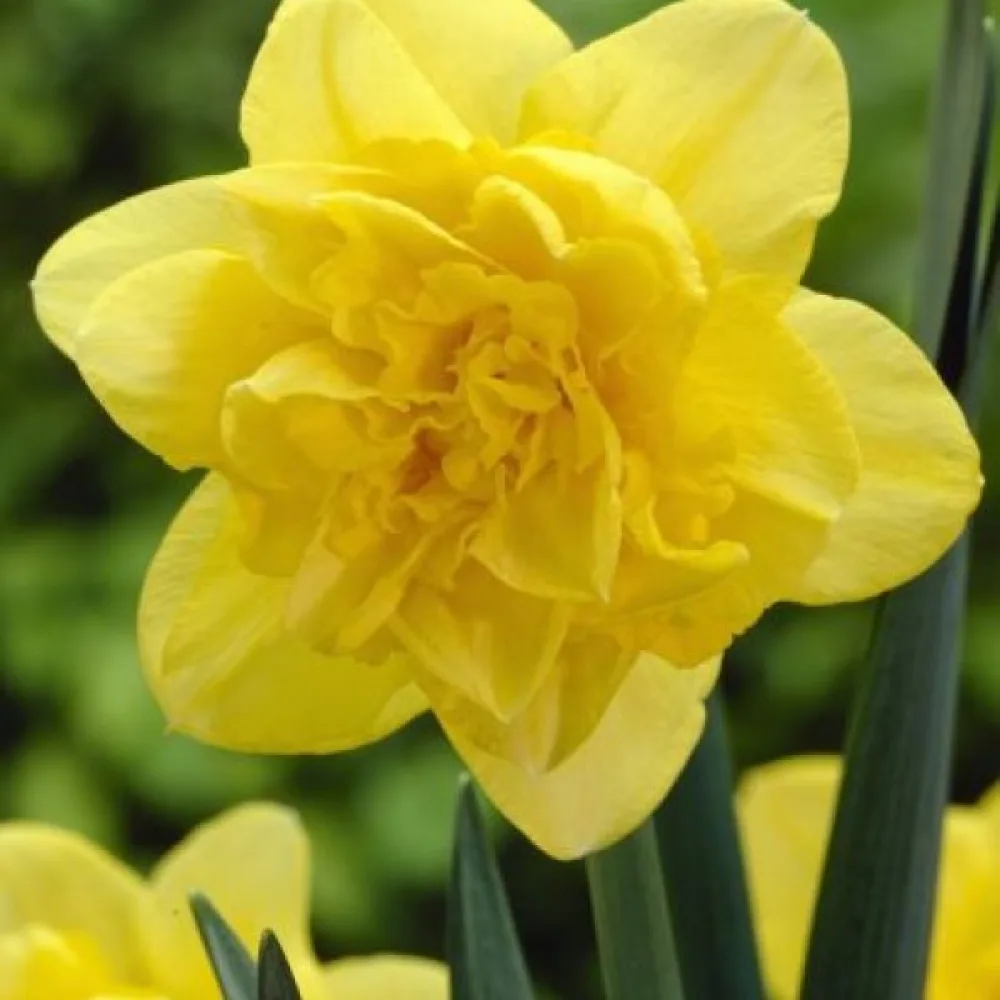 Narsissi 'Dick Wilden'