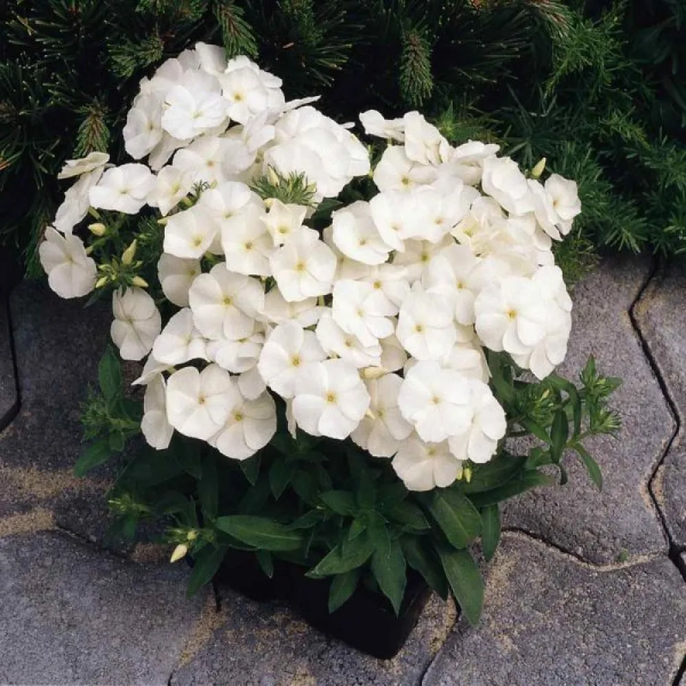 Kesäleimu 'Beauty White'