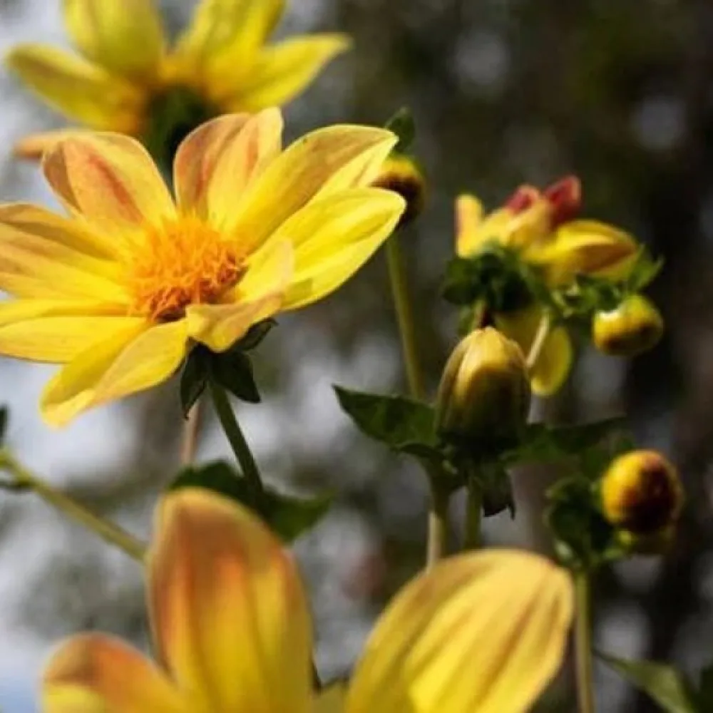 Matala daalia 'Mignon Yellow Shades'
