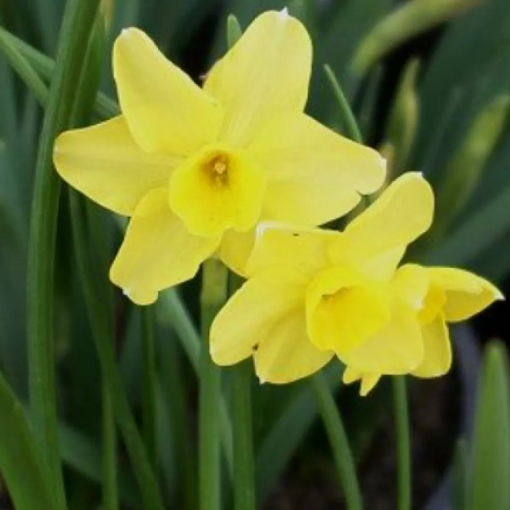 Narsissi 'Sabrosa'