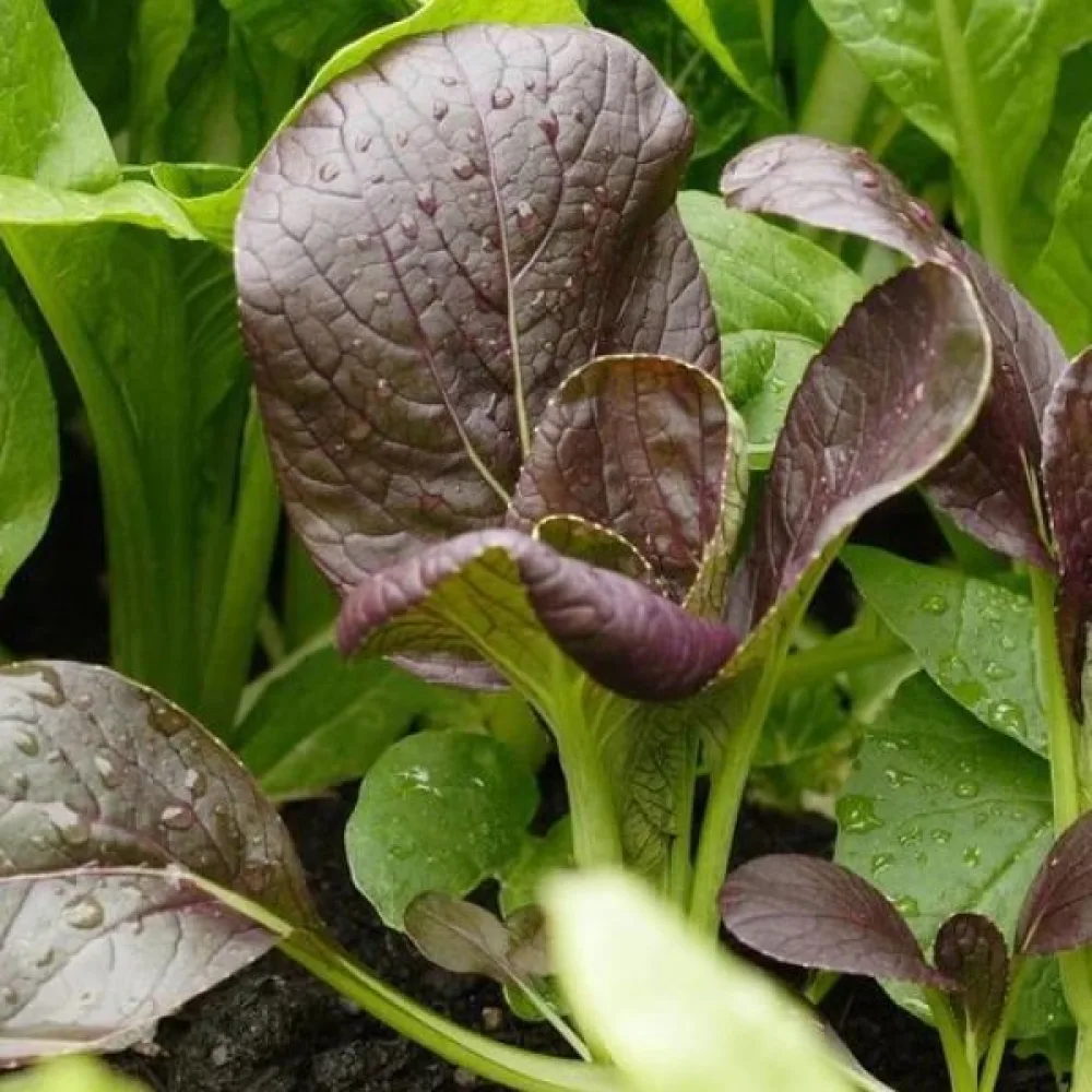 Komatsuna, violetti