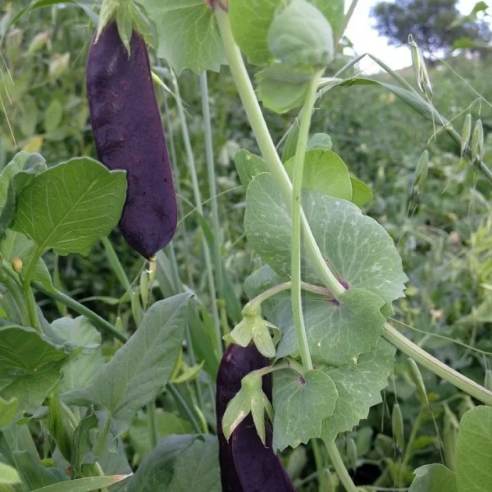Tarhaherne 'Ezetha's Krombek Blauwschok'