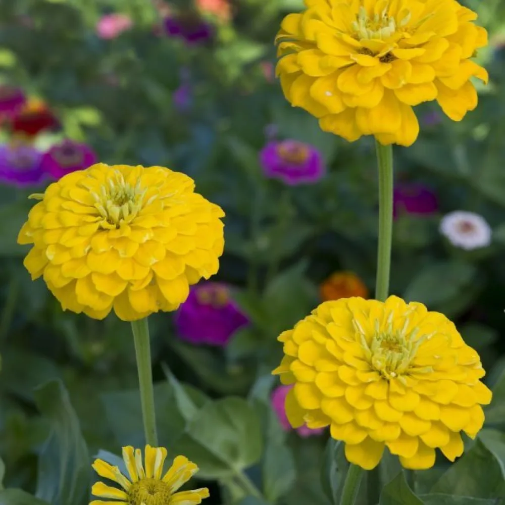 Tsinnia 'Canary Bird'