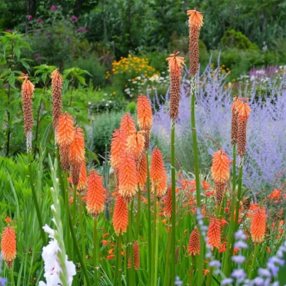 Soihtulilja Kniphofia uvaria – sekoitus