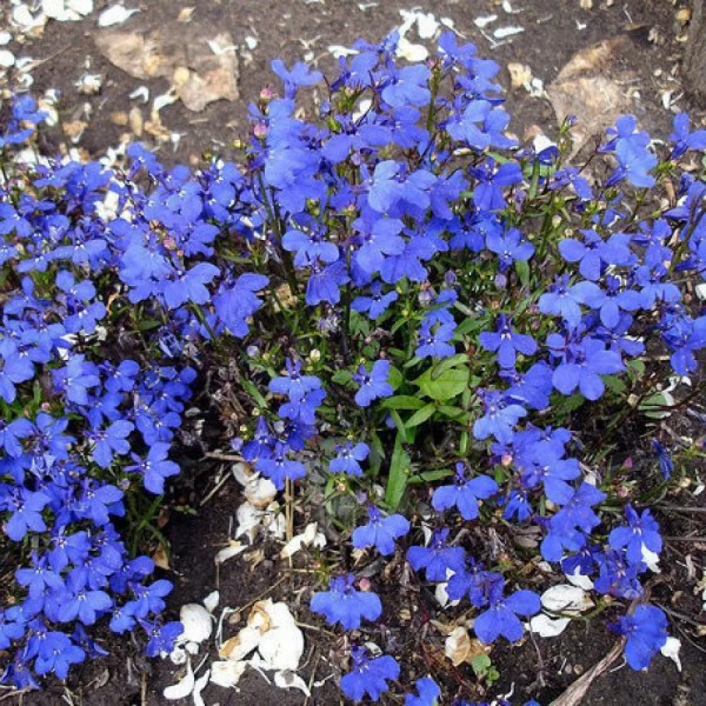 Sinilobelia 'Emperor William'