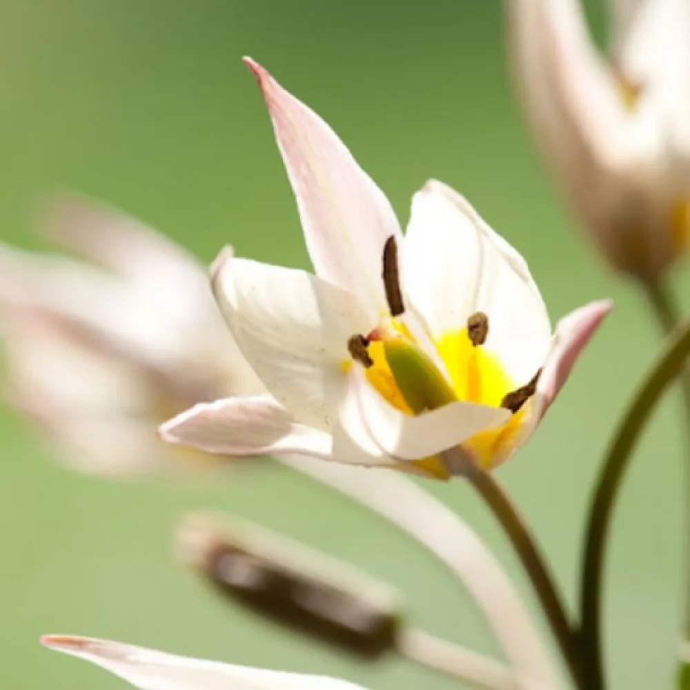 Tulppaani 'Turkestanica'