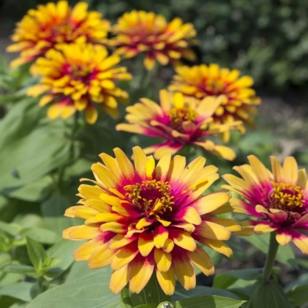Tsinnia 'Caroussel' (sekoitus)