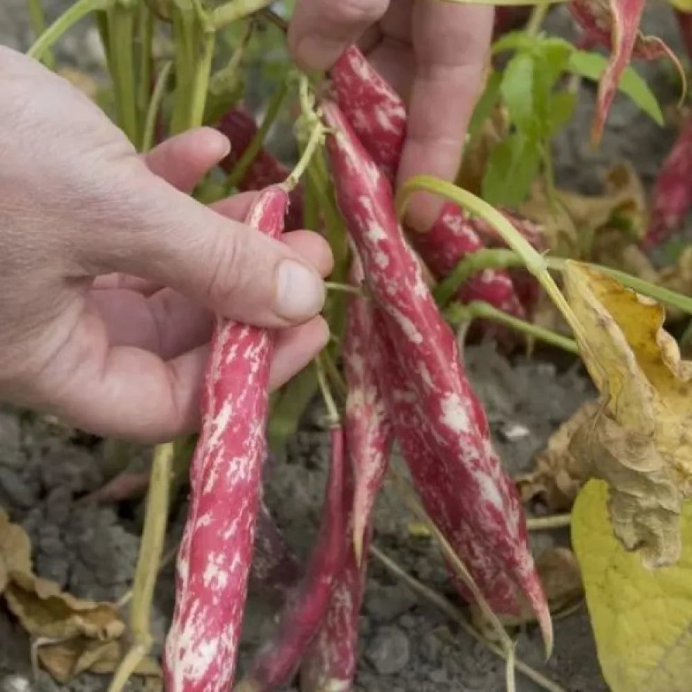 Kuivapapu 'Coco nain rose d'Eyragues'