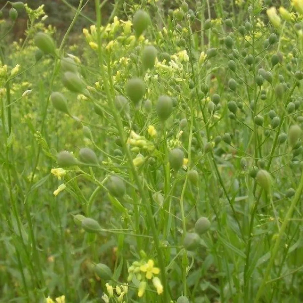 Kitupiikki Camelina sativa kevätkylvöön