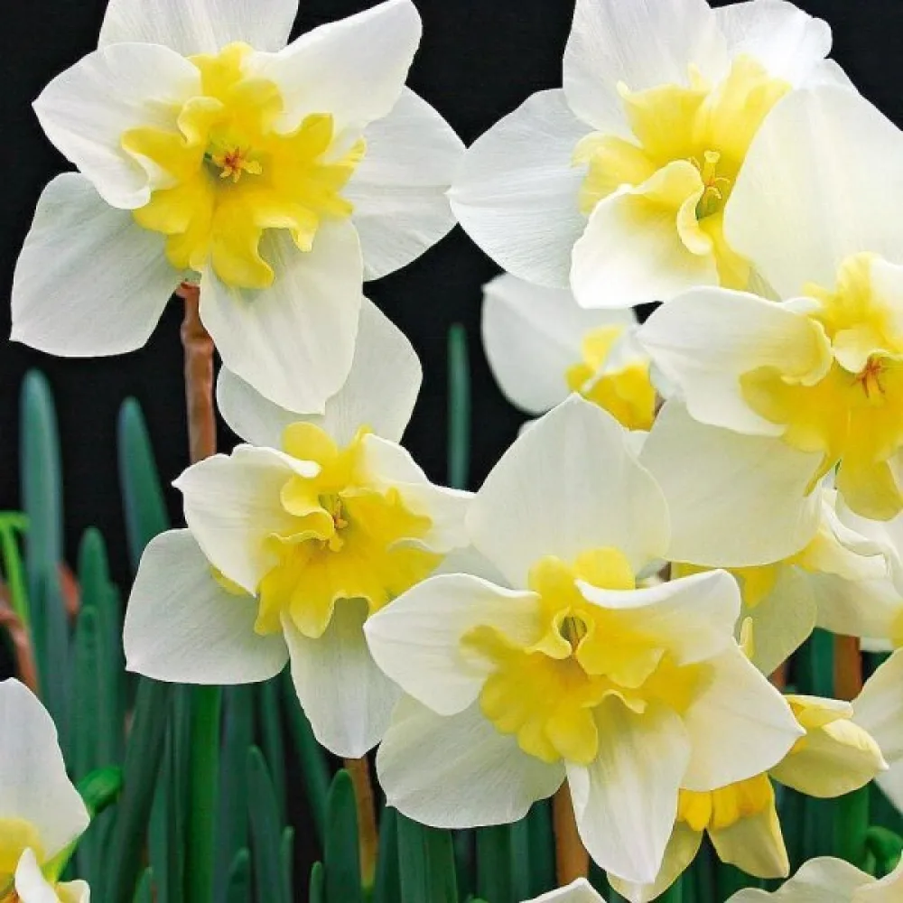 Narsissi 'Bella Estrella'
