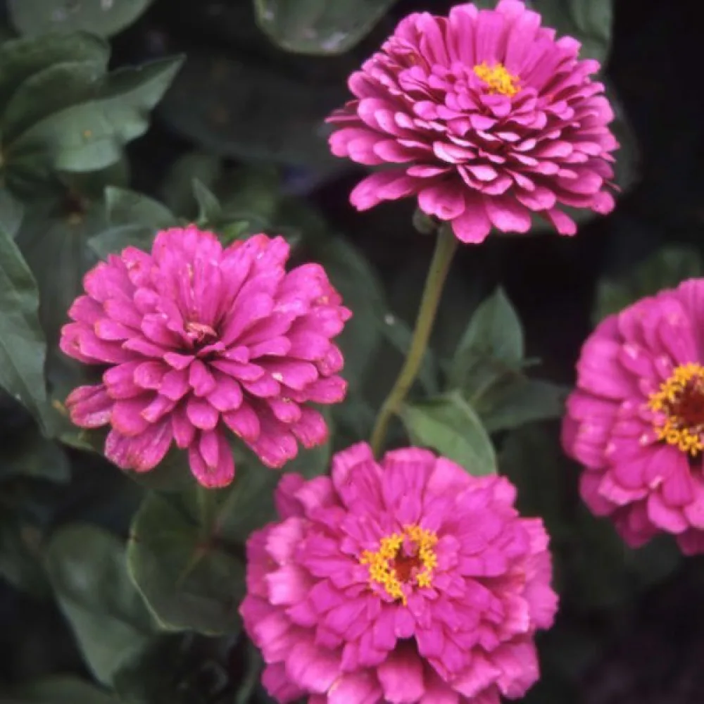 Tsinnia 'Dream'