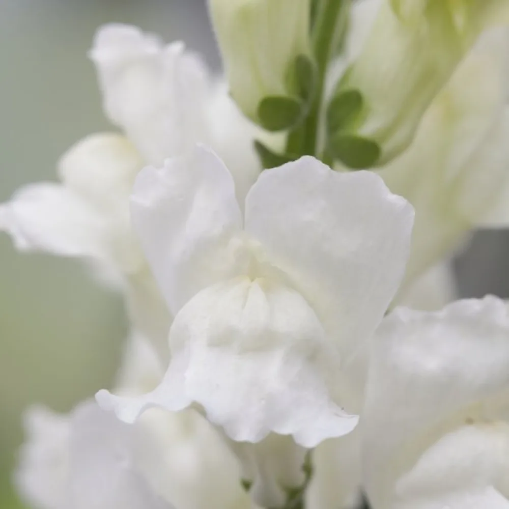 Leijonankita 'Monarch White'
