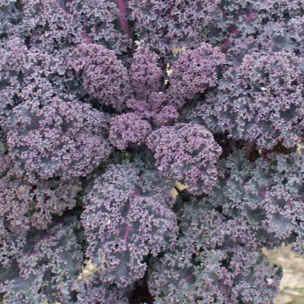 Lehtikaali 'Scarlet'
