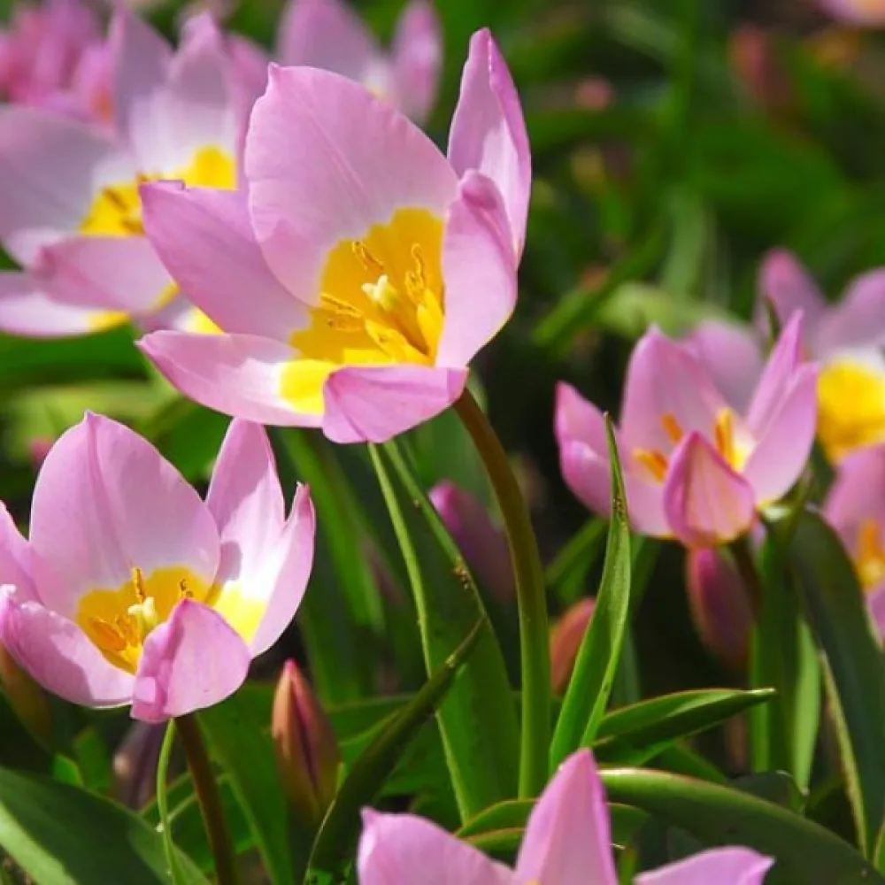 Tulppaani 'Saxatilis'