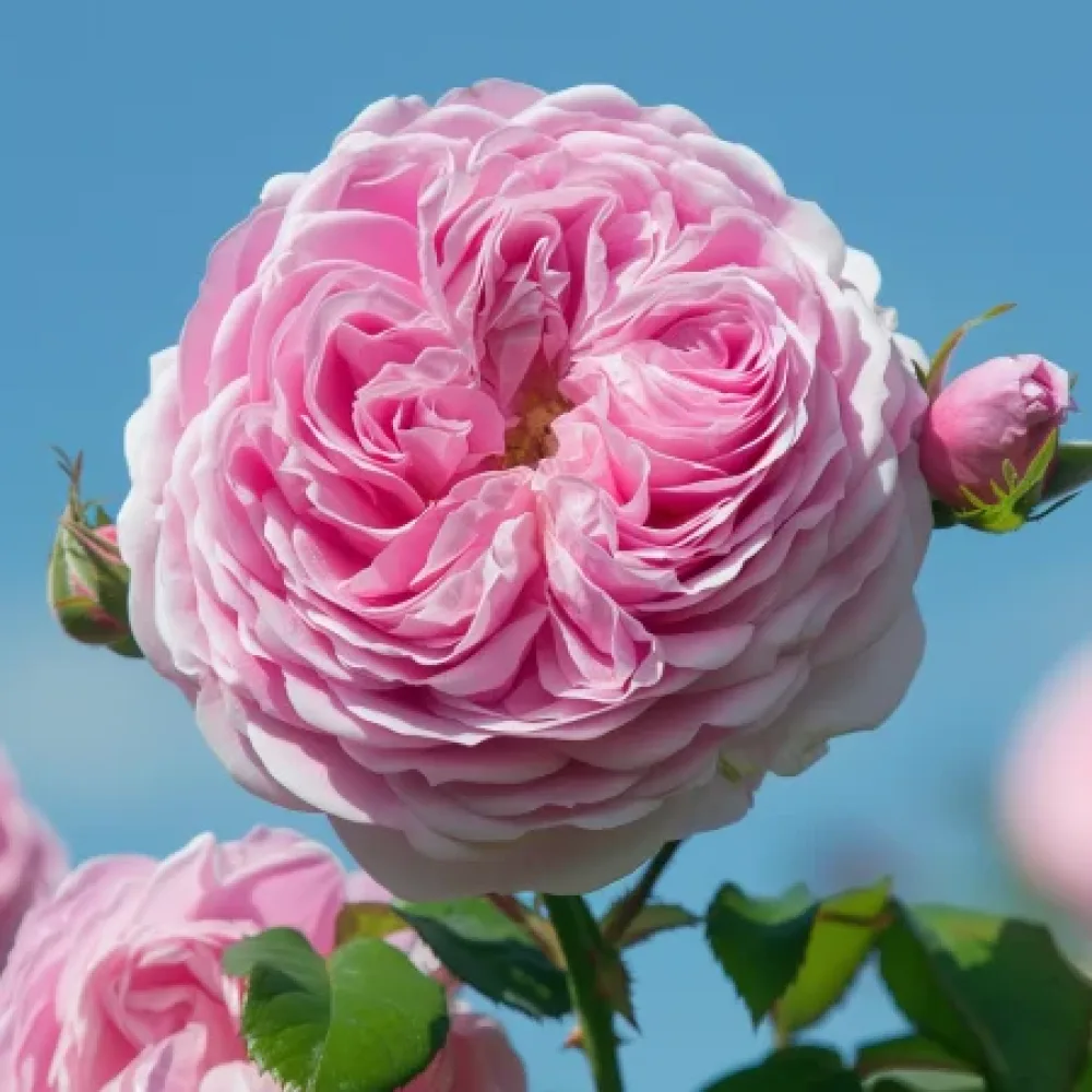 Ruusu 'Royal Essence'