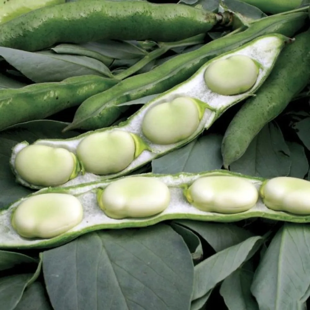 Härkäpapu 'Aguadulce Supersimonia'