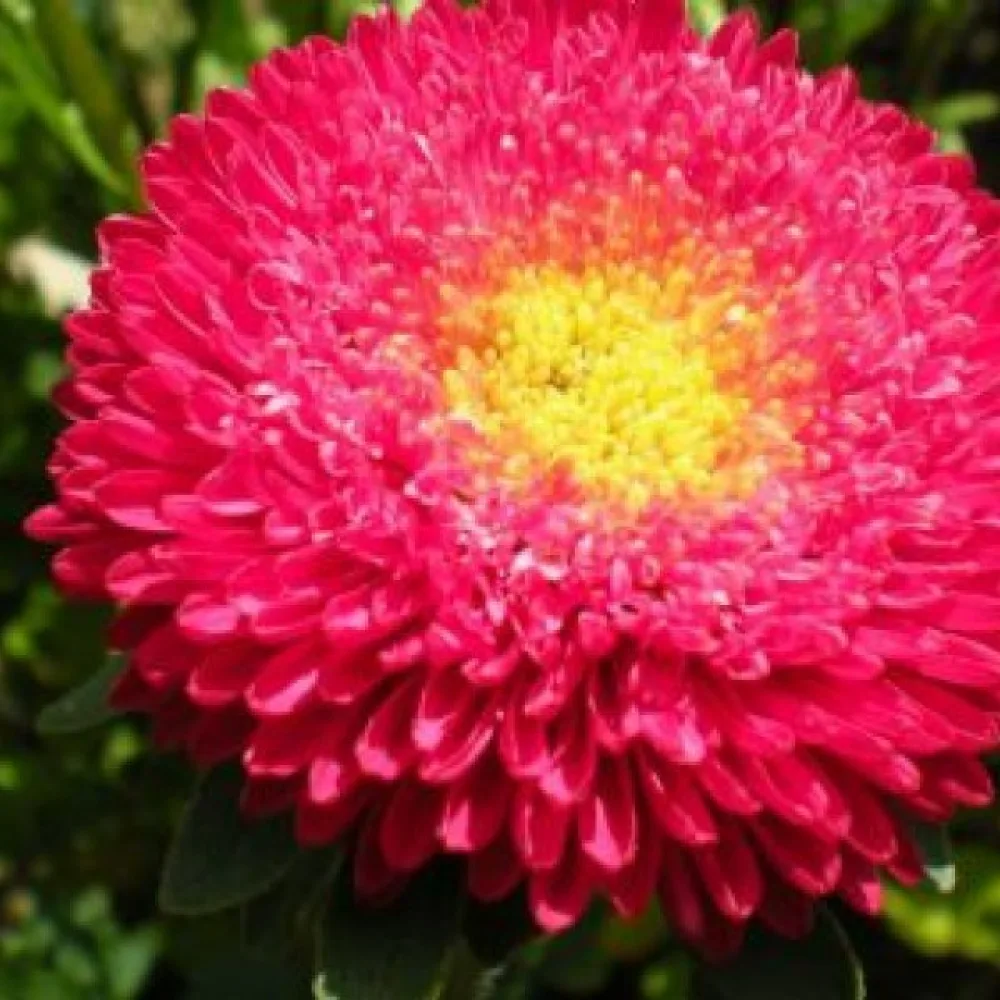 Kesäasteri 'Princess' – tummanroosa