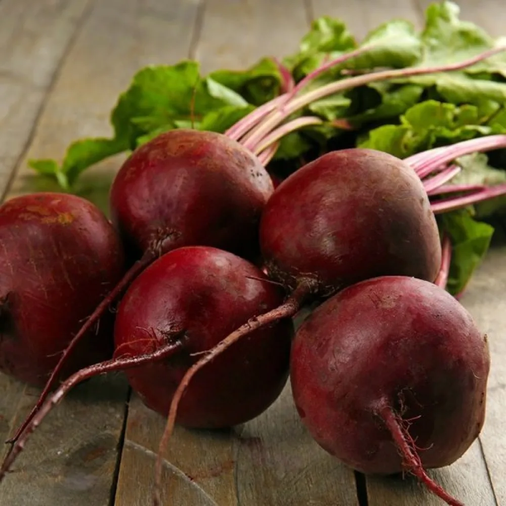 Punajuuri 'Patryk'