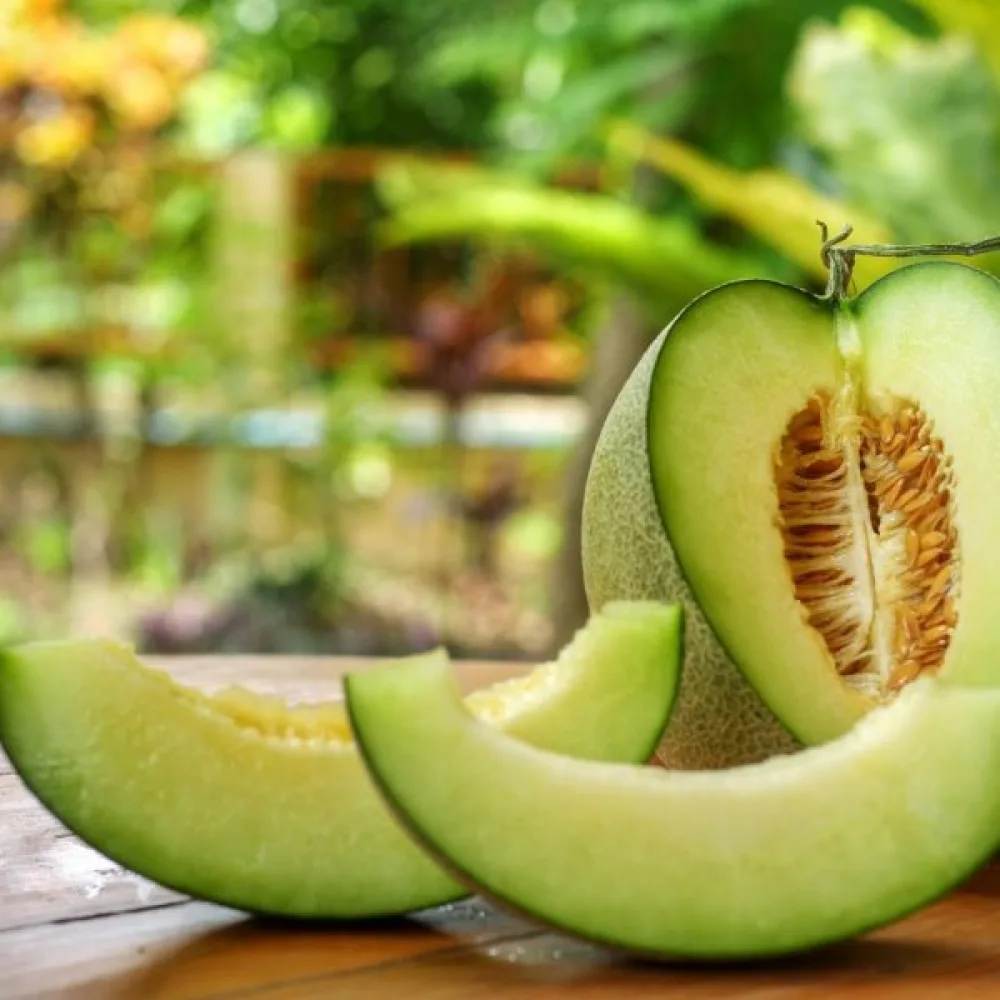 Meloni 'Honey Dew'